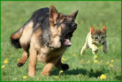 dog